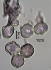 Washington State Honey Pollen Under the Microscope