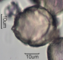Washington State Honey Pollen Under the Microscope