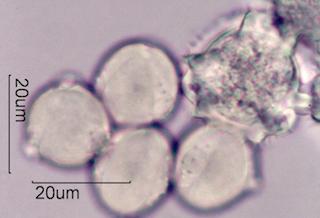 Horse-Chestnut Pollen