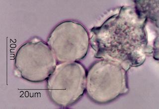 Horse-Chestnut Pollen
