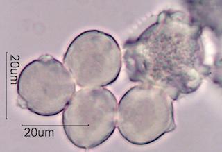Horse-Chestnut Pollen