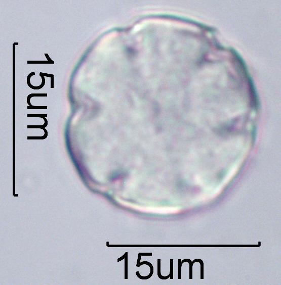 Lavandula Pollen