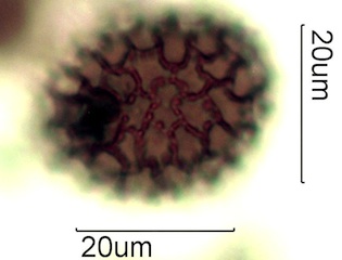 Phlox Pollen from Australian Honey
