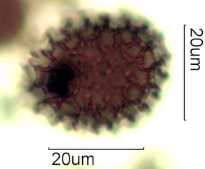 Phlox Pollen from Australian Honey