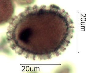 Phlox Pollen from Australian Honey