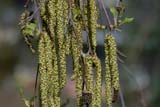 Male Flowers
