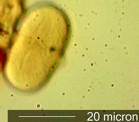 Sweet Yellow Clover (Melilotus officinalis) Pollen