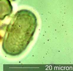 Sweet Yellow Clover (Melilotus officinalis) Pollen