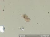 Pollen Grains