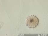 Pollen