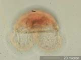 Pine Pollen