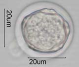 Lavandula Pollen