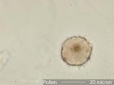 Pollen