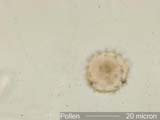 Pollen