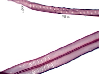 Pinus Ponderosa Fiber