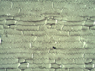 Ponderosa Pine Needle Silica