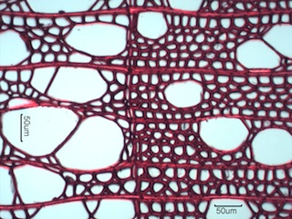 Populus balsamifera, Cross-Section
