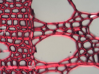 Populus balsamifera, Cross-Section