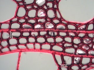Populus balsamifera, Cross-Section
