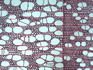 Populus balsamifera, Cross-Section