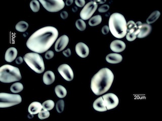 Potato Starch Under the Microscope