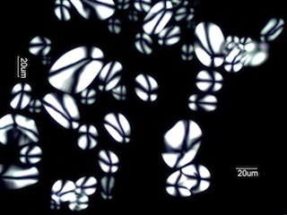 Potato Starch Under the Microscope