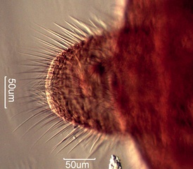 Powderpost Beetle Caudal Hair