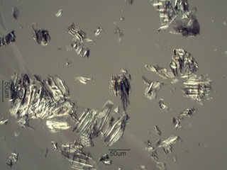 Powderpost Beetle Frass