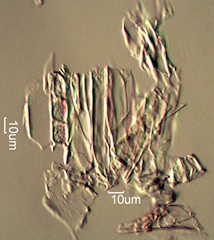 Powderpost Beetle Frass