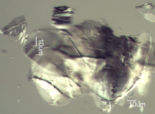 Powderpost Beetle Frass