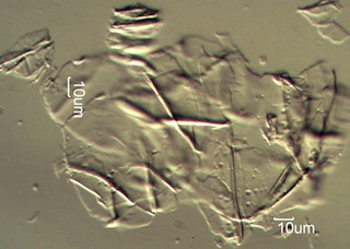 Powderpost Beetle Frass