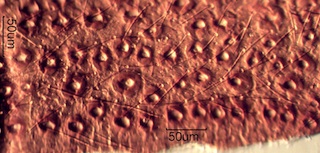 Powderpost Beetle Wing Cover