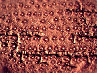 Powderpost Beetle Wing Cover