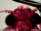 Powderpost Beetle Head