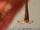 Powderpost Beetle Foot