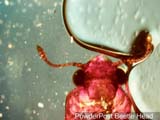 Powderpost Beetle Head