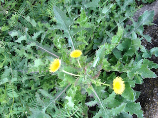 Prickly Sow Thistle