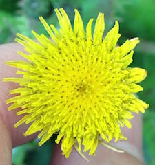 Prickly Sow Thistle