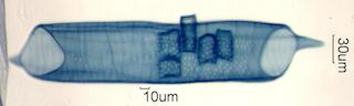 Prunus serotina Fiber