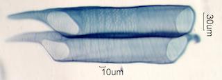 Prunus serotina Fiber