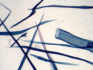Prunus serotina Fiber