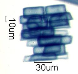 Prunus serotina Fiber