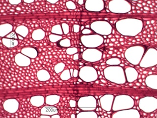 Prunus serotina, Cross-Section