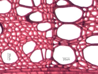 Prunus serotina, Cross-Section