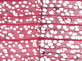 Prunus serotina, Cross-Section