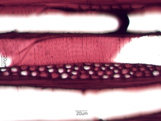 Prunus serotina, Tangential Section