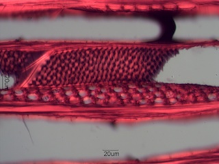 Prunus serotina, Tangential Section
