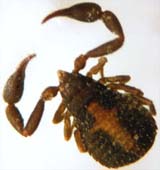 Pseudoscorpion