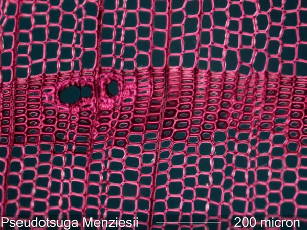 Pseudotsuga Menziesii, Cross-Section