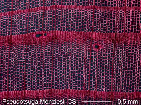 Pseudotsuga Menziesii, Cross-Section